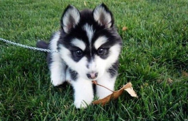 November-28-2011-19-12-19-1309900255thesefunnyanimals73704